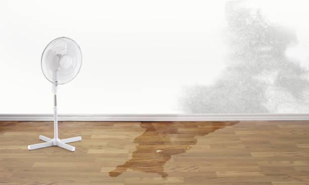 Best Water damage restoration mold remediation  in Monte Alto, TX